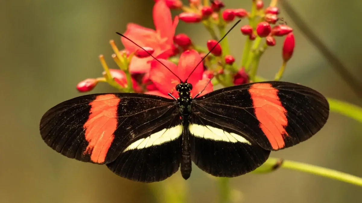 Метелик Heliconius: природна модель довголіття та сповільненого старіння
