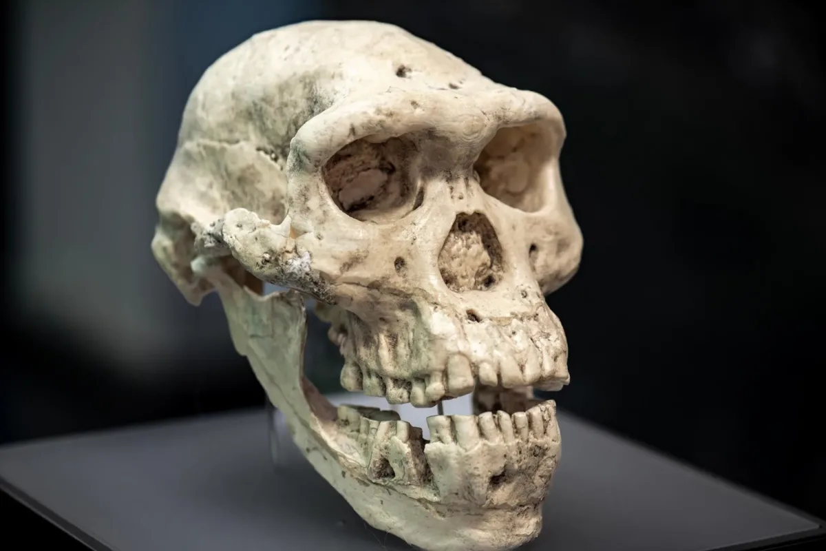 Як гени Homo erectus дійшли до сучасних людей: відкриття Денисівців