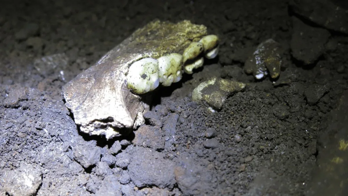 Стародавня загадка Homo naledi: поховання лише самок дивує вчених