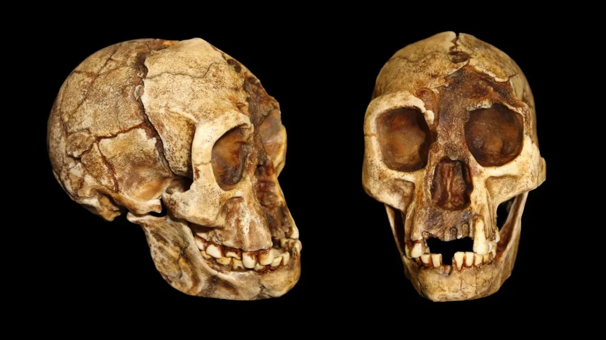 Homo floresiensis: як будова таза розкриває людську ходу «хобітів»